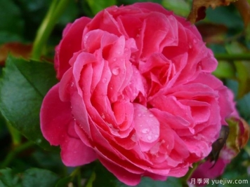 粉色花環(huán)月季/莫恩莫恩/粉紅陽(yáng)臺(tái)/粉色門(mén)廊