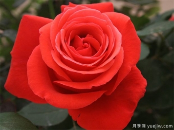 花友寶典，月季養(yǎng)護要點說明書