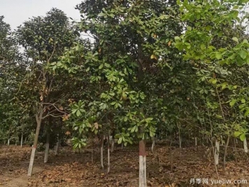 廣玉蘭落葉子禿頂?shù)脑斐稍颍扛瞪L環(huán)境是關(guān)鍵
