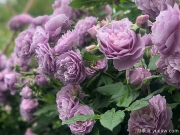 5個獨(dú)一無二的紫色月季花，喜歡嗎