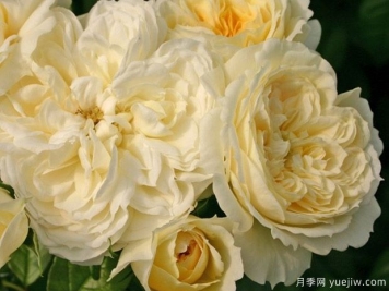 天使花環(huán)月季/天使門(mén)廊月季