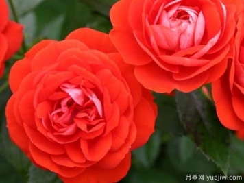 燦爛花環(huán)月季/燦爛門(mén)廊月季