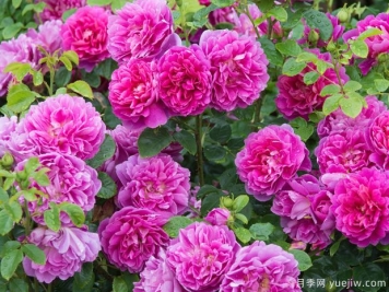薔薇花該如何種植養(yǎng)護(hù)？一文講明白