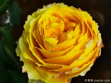 陽(yáng)光笑容月季