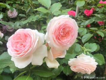 春天種月季選擇腐質(zhì)土，長(zhǎng)得快開(kāi)花旺