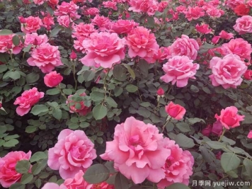 為什么不要買根接的月季？兩年之后長勢慢