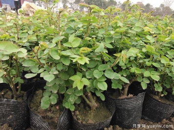 2月3月的月季花苗，換土施肥曬太陽，不愁開花少
