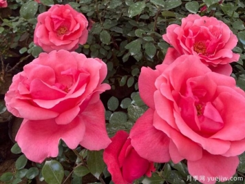 家庭養(yǎng)花卉的常見病蟲害如何防治？