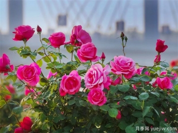 月季盛會(huì)，南陽(yáng)將舉辦2023中國(guó)·南陽(yáng)首屆世界月季博覽會(huì)