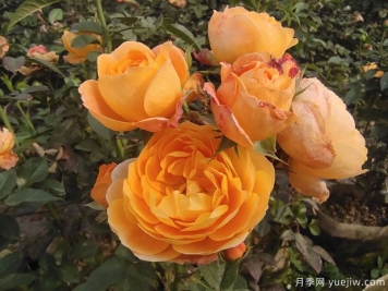 新手養(yǎng)殖果汁陽(yáng)臺(tái)月季，也能輕松爆盆