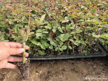 月季牙簽苗過冬做好5件事，春天變中苗，開花多生長快