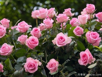 月季花是不是很難養(yǎng)？