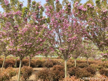 櫻花樹幾年可以開花？日本晚櫻開花的觀賞價(jià)值
