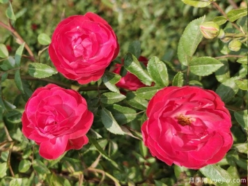 紅木香月季，低維護，花量大，花期長，一顆爬滿墻