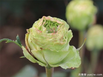 神秘清新脫俗超仙，推薦6種綠色月季品種