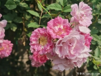 南陽(yáng)薔薇花滿架，城區(qū)賞花去哪里？