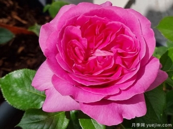 特拉芳特月季，月季界的香味王，濃濃水果香