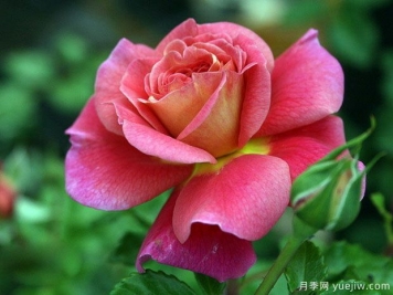 月季，玫瑰 ，薔薇，是同一種花嗎？有何不同