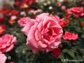 大神養(yǎng)月季沒有不踩的6個月季坑，你經(jīng)歷幾個？