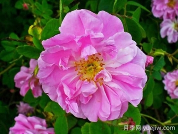 大馬士革玫瑰是玫瑰嗎？不是，甚至也不是月季！
