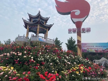 南陽(yáng)臥龍區(qū)壯大月季產(chǎn)業(yè) 綻放美麗經(jīng)濟(jì)