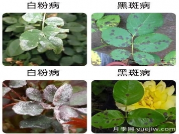 輕松識別月季病蟲害，還有治療技巧