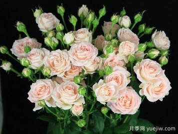 薩米娜泡泡月季