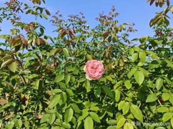 2米高粉龍?jiān)录揪W(wǎng)片批發(fā)，打造爆款花墻