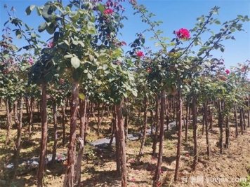 秋季花木移栽時間和注意措施有哪些？