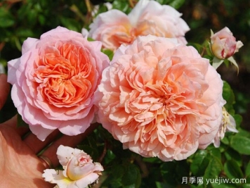 分享罕見的月季花品種，你見過嗎