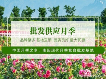 月季最新批發(fā)價格表，2025年4月月季網行情報價