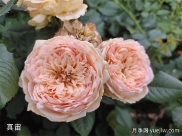 月季的耐熱三寶，夏天隨便養(yǎng)，開花時美到爆