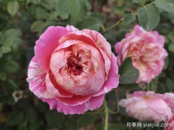 如油畫般驚艷的10款條紋月季，顏色各異耐熱愛開
