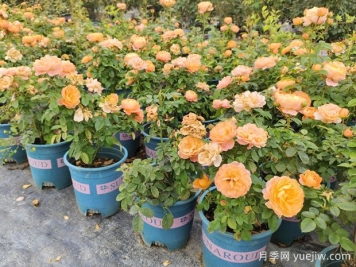 月季花通用養(yǎng)護(hù)技巧總結(jié)，為啥買(mǎi)來(lái)幾天月季就蔫了？