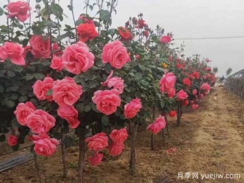 大花濃香、四季開(kāi)花，月季樹(shù)打造庭院非常美！