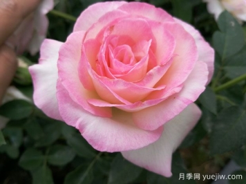 百種花語(yǔ)大全，傾聽(tīng)花卉的語(yǔ)言