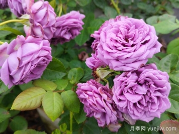 花店的玫瑰是切花月季，如何認清月季與玫瑰、薔薇的區(qū)別