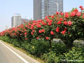 城市行道樹養(yǎng)護(hù)管理具體措施匯總
