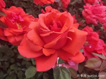 推薦7款經(jīng)典月季品種，勤花好養(yǎng)