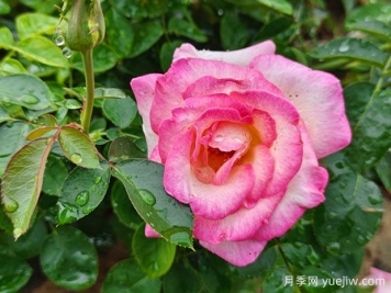 月季、玫瑰、薔薇，到底有什么區(qū)別？