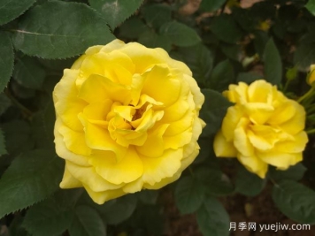 黃玫瑰的花語(yǔ)是什么？黃玫瑰的寓意和象征