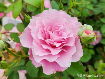如何養(yǎng)好月季花？月季栽培管理技術(shù)要點