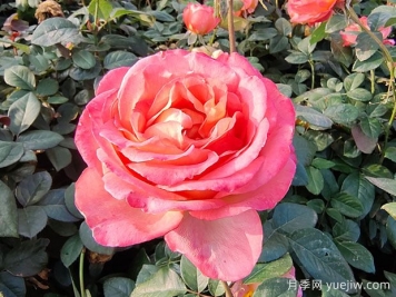 現(xiàn)代月季為什么會月月開花