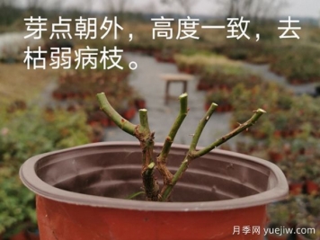 1月月季管理養(yǎng)護(hù)重點(diǎn)在哪里？請收好這份指南