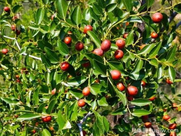 打造酸棗種植園的關(guān)鍵技術(shù)是什么？