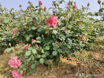 初春月季花如何施肥讓月季長(zhǎng)出更多花苞？