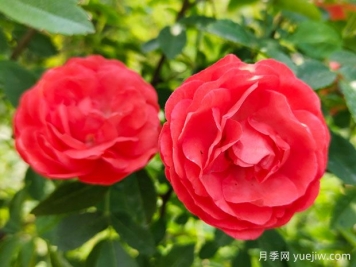 種上木香薔薇花蠻強(qiáng)爆花，紅橙白黃木香你喜歡哪個(gè)？