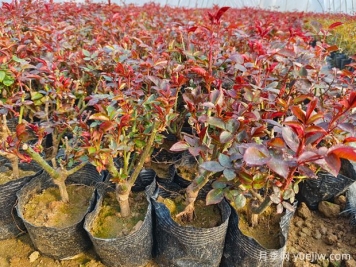 一朵月季花種出大產(chǎn)業(yè)，春節(jié)期間南陽(yáng)石橋鎮(zhèn)靜候花開(kāi)