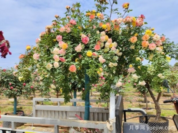 558種常見園林植物大全集錦，干貨滿滿，園林人必知
