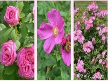 輕松區(qū)分月季、玫瑰和薔薇ROSE三姐妹，不再迷茫于愛情花海